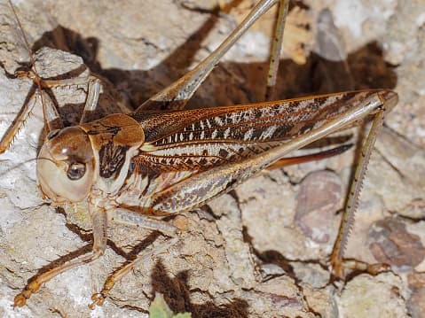 <b>Reducir las luces exteriores.</b> Los edificios que están bien iluminados por la noche tienen más probabilidades de atraer la mayor cantidad de grillos durante la temporada de apareamiento de otoño. Por esto, el primer paso, y el más importante, es reducir las luces del exterior.