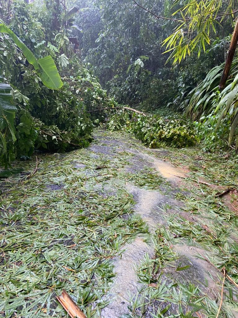 Caída de árboles y deslizamientos en barrio San Antón, municipio de Carolina.