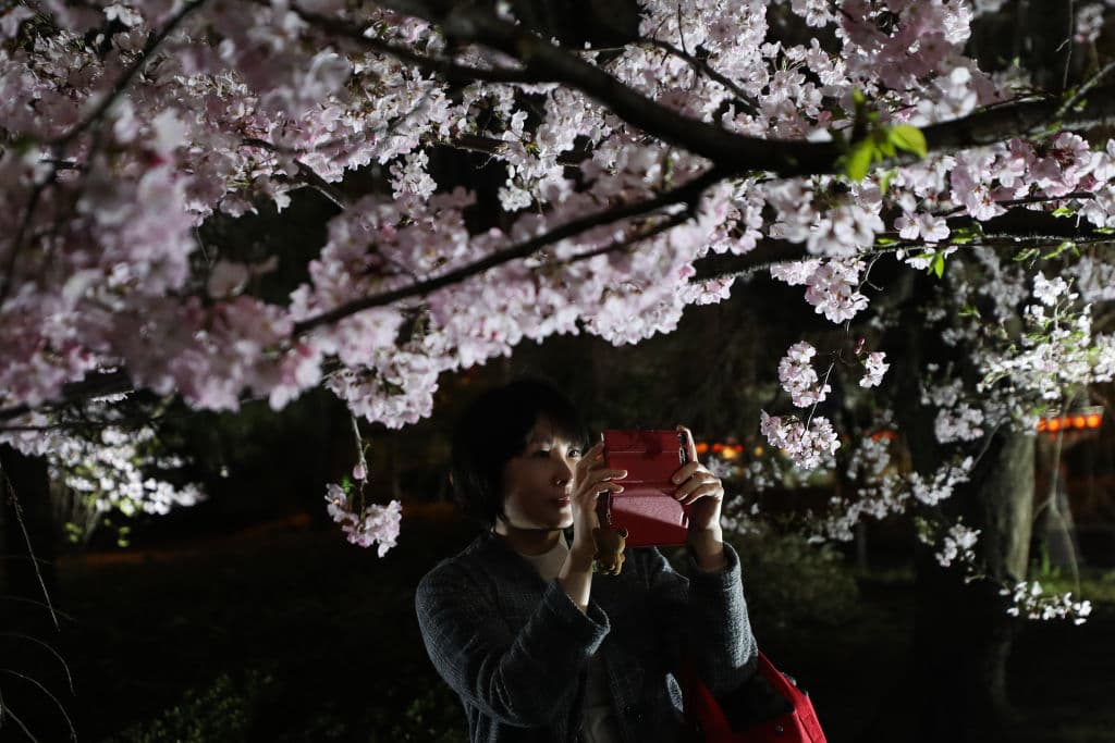 Durante el periodo que dura este florecimiento, el país ve una gran crecida de turistas que buscan disfrutar de estas imágenes que duran aproximadamente entre una y dos semanas. En la foto, una mujer utiliza su celular para inmortalizar el florecimiento en el National Theatre of Japan.