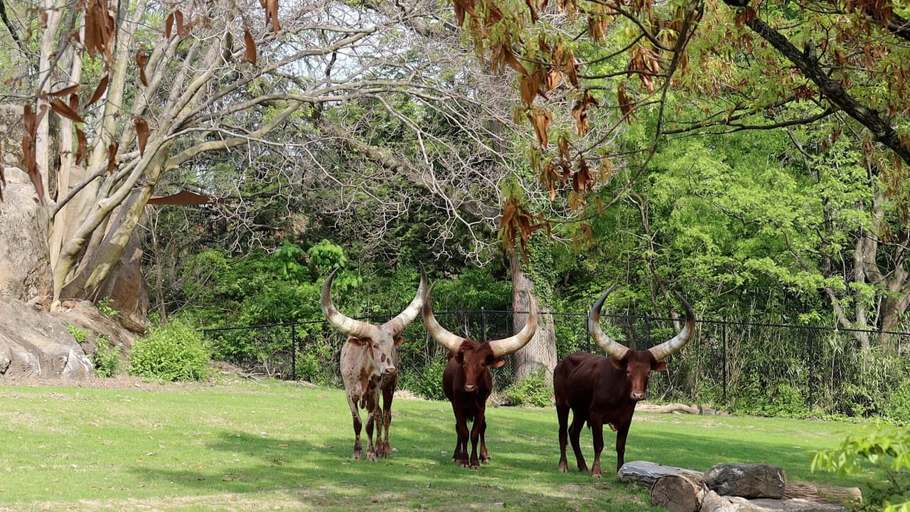 Forman parte de la exhibición en African Plains. Llamados "ganado de reyes", los ankole son famosos por sus enormes cuernos en forma de media luna o lira, que miden hasta 8 pies de ancho, que continúan creciendo a medida que los animales envejecen, y finalmente pesan hasta 15 libras cada una. 
<br>