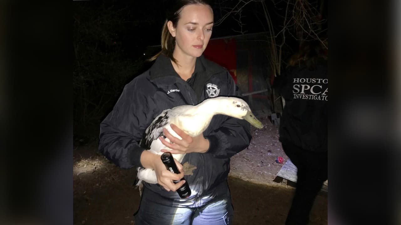 La policía pidió ayuda a Houston SPCA para el rescate y salvaguardar a los animales.