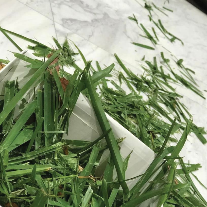 Adamarí Lopéz colocó hierba para atraer a los animales de los Reyes Magos, una tradición muy popular en Puerto Rico. La actriz escribió en Instagram
<i>"Víspera de Reyes... Conservando Tradiciones!!"</i>