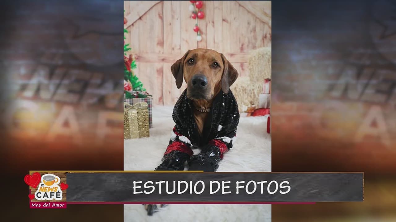 Recomendaciones para celebrar San Valentín con tu perrito