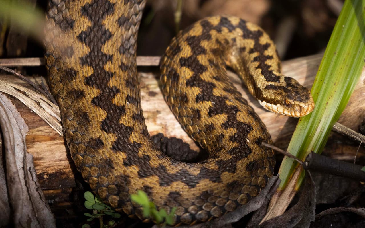 Con las temperaturas cálidas del verano en Texas,
<b>es más común ver serpientes en senderos, parques y hasta en los patios de las casas.</b>
<br>
<br>Los cuatro tipos de serpientes venenosas más comunes en Texas son
<b>la serpiente coral, la cabeza de cobre, la boca de algodón y la serpiente cascabel.</b>
