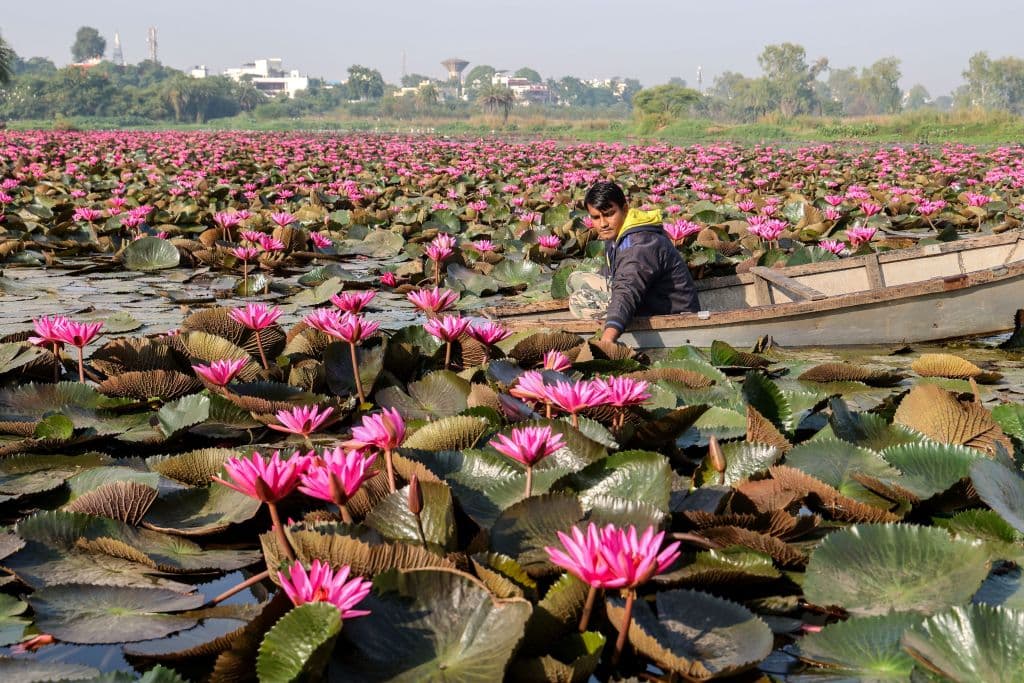 Flores de loto en Bhopal, India.