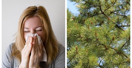 It's the beginning of the 'cedar fever' season in South Texas and these are the symptoms you should know about 
