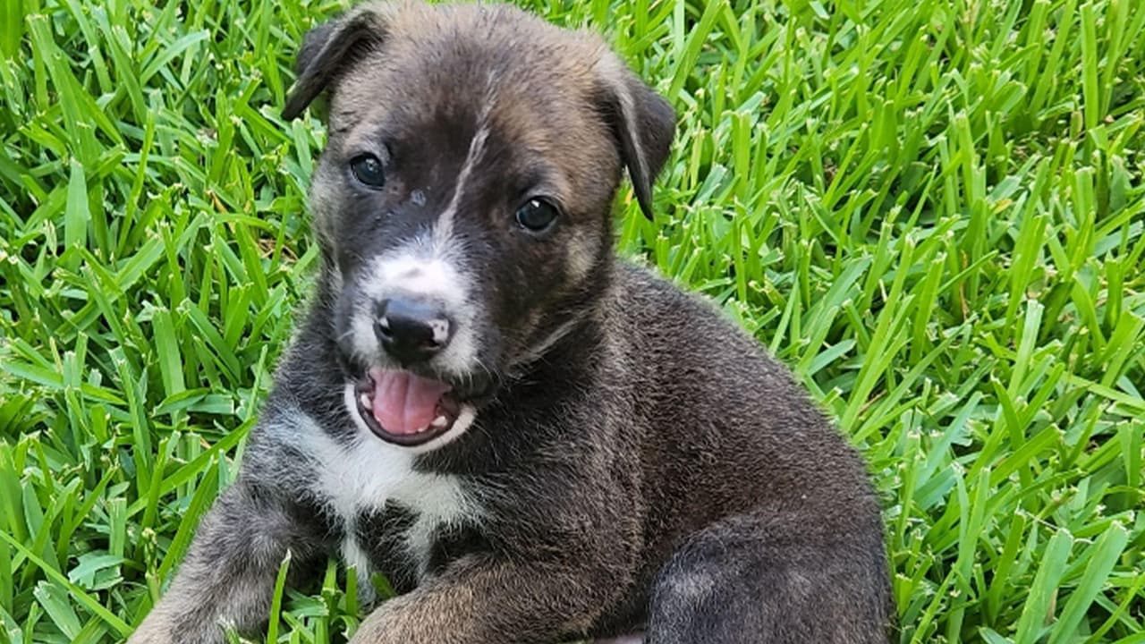 <b>Noelia Hernández</b>: Mis hijas siempre han querido un perrito, llegaban a casa perritos perdidos o sin hogar, pero terminaban yéndose. Luna es una perrita rescatada, mis hijas y yo le hemos tomado mucho cariño esperamos que esté con nosotros mucho tiempo.
