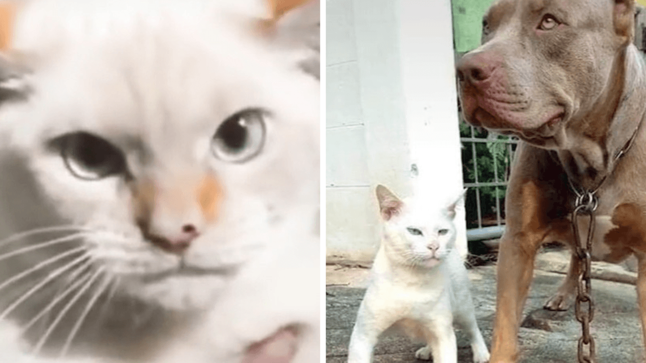 Gatito criado por perros impacta con su rara forma de actuar: video se hace viral en TikTok