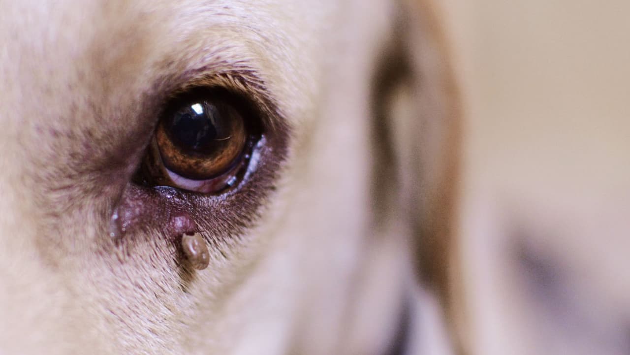 <b>Dónde buscar: </b>Después de un paseo o caminata, usted y su perro antes de irse a casa, revise las 
<b>orejas</b>, el 
<b>cuello</b>, el 
<b>vientre</b> y las 
<b>patas de su perro</b>, ya que las garrapatas se sienten muy atraídas por el calor corporal, la humedad, las vibraciones y los olores. Las garrapatas tardan alrededor de 
<b>24 horas en comenzar a alimentarse</b>, es posible que pueda atraparlas antes de que cenen a su perro.
<br>