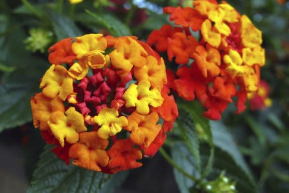 6) Lantanas. Nicholas Staddon, director del New Plants Team en el vivero Monrovia de Azusa, California, las recomienda porque “florecen sin parar, son fáciles de cultivar y están disponibles en muchos colores”.
