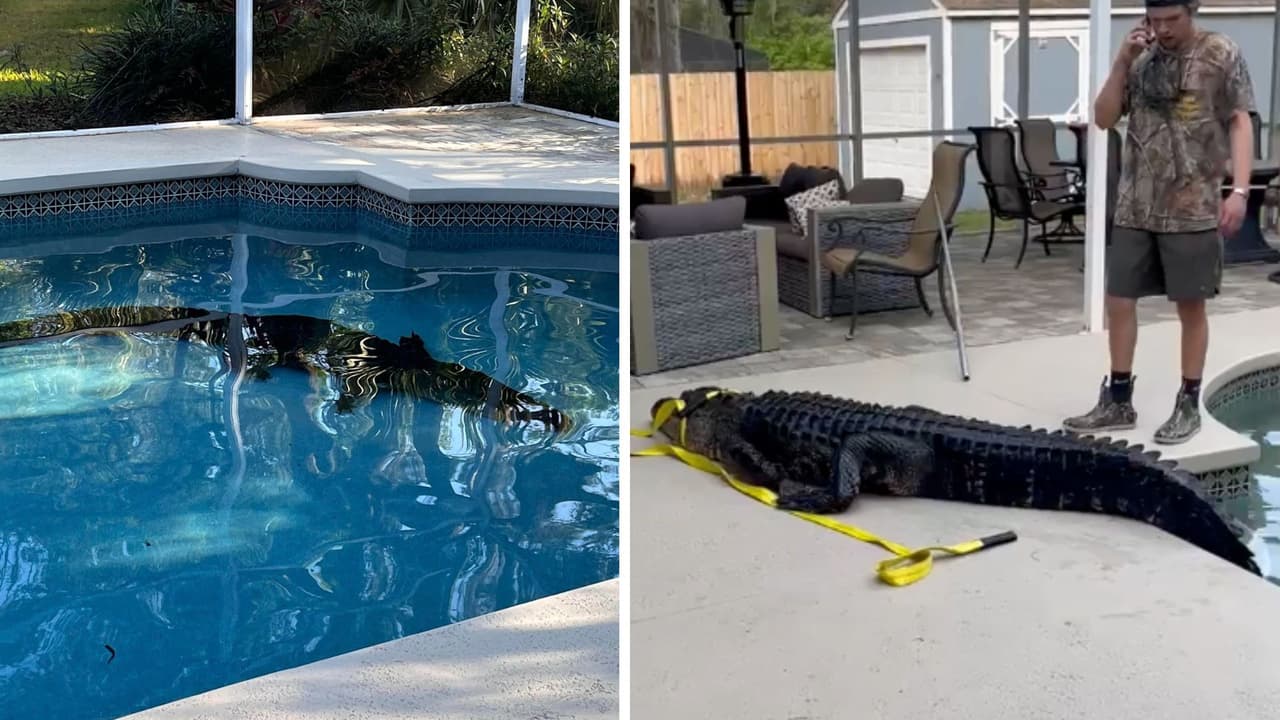 Caimán de más de 11 pies de largo aparece en piscina de una casa en Florida