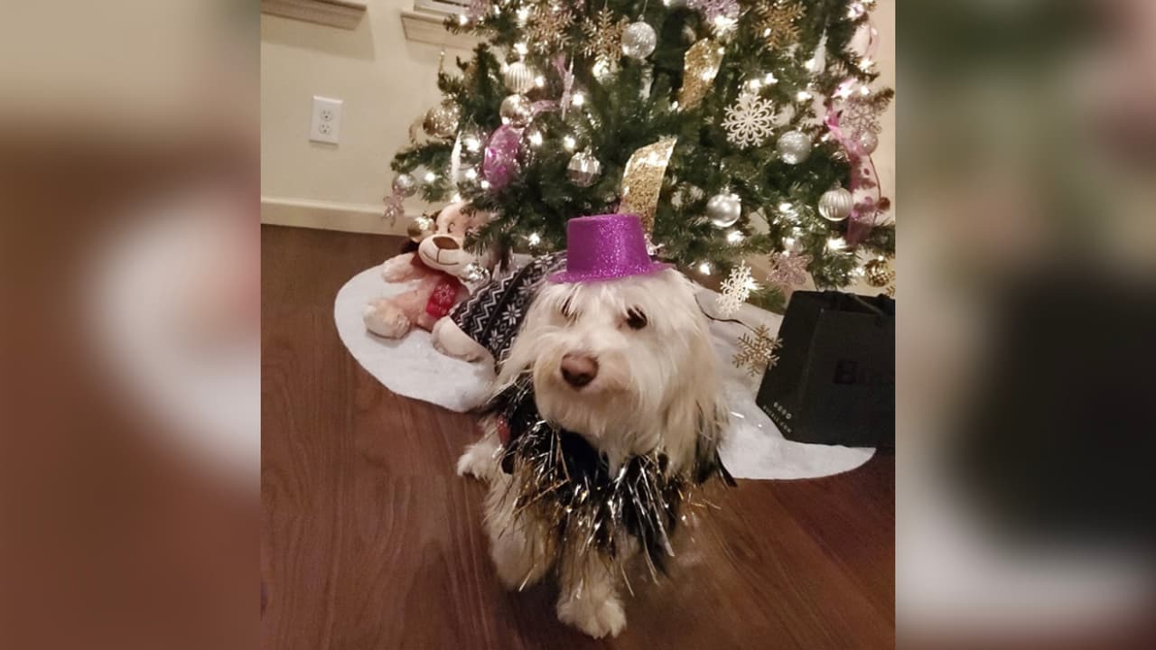 "Soy Grachi celebrando Felices Fiestas🎅🎉".