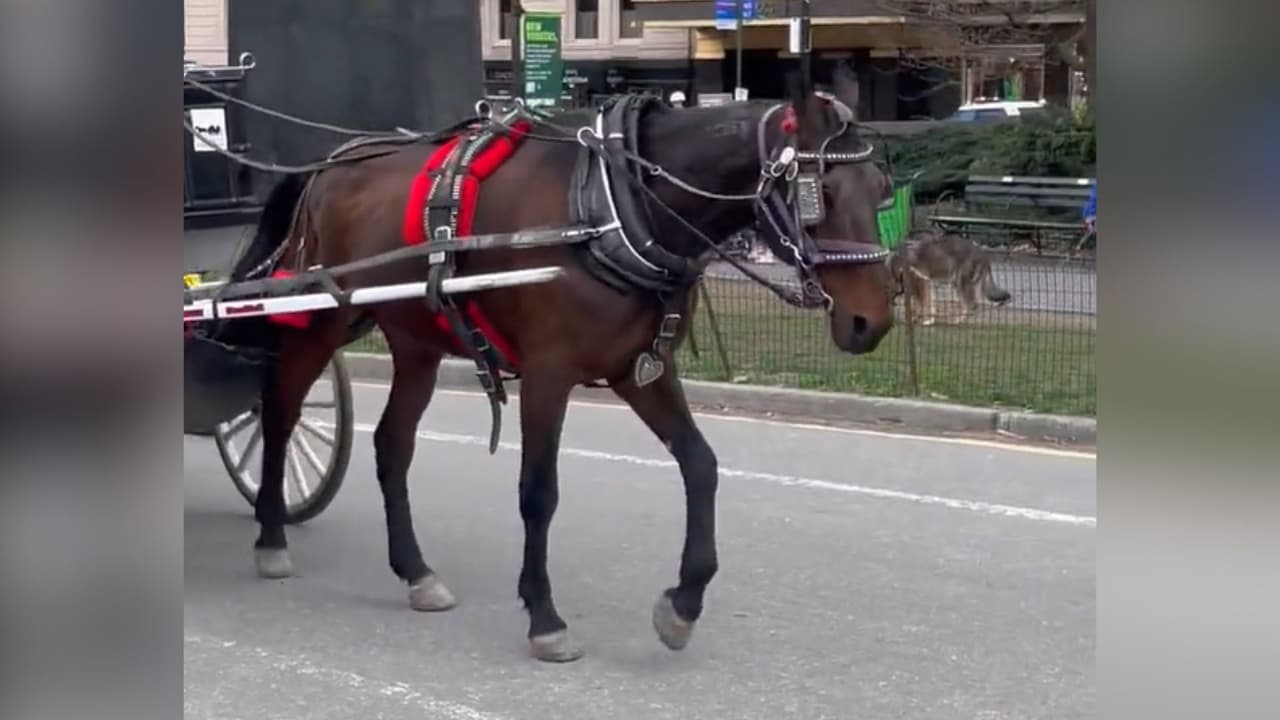 Asociaciones denuncian que hacen trabajar a caballo lesionado en carruaje turístico de NY