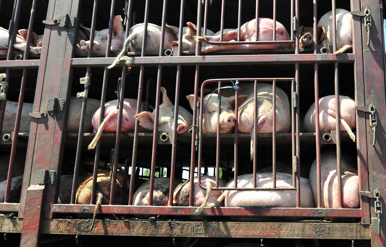 Alerta sin alarma: qué hacer frente al virus porcino con 'potencial pandémico' detectado en China