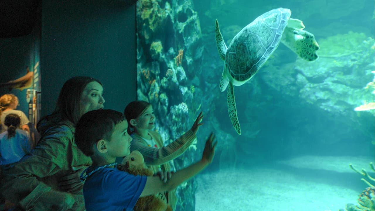 Muchos de estos animales están en peligro en su hábitat natural por lo que se busca crear conciencia sobre su conservación.