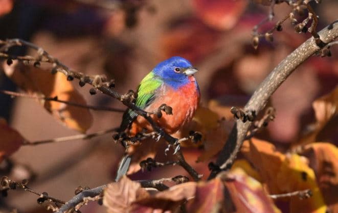 Observadores de aves enloquecen por la aparición de un ave rara en Brooklyn 
