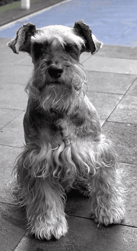 Y hoy tuvo que despedirse de él para siempre después de 13 años de una entrañable amistad.
<br>