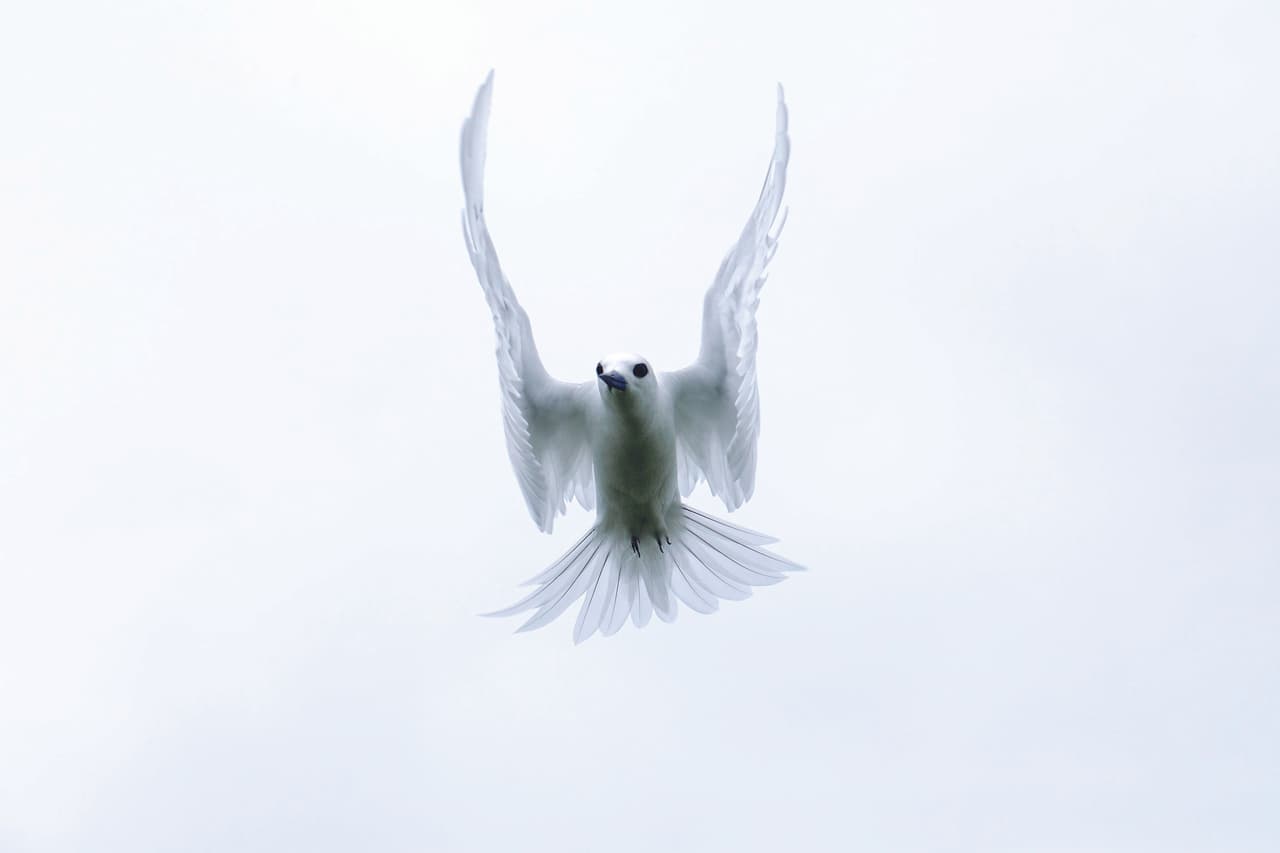 En el cielo, miles de aves blancas forman una especie de enjambre y, en tierra, cientos de especies ignoran la existencia de un mundo civilizado y viven allí, como si el tiempo se hubiera detenido milenios atrás.