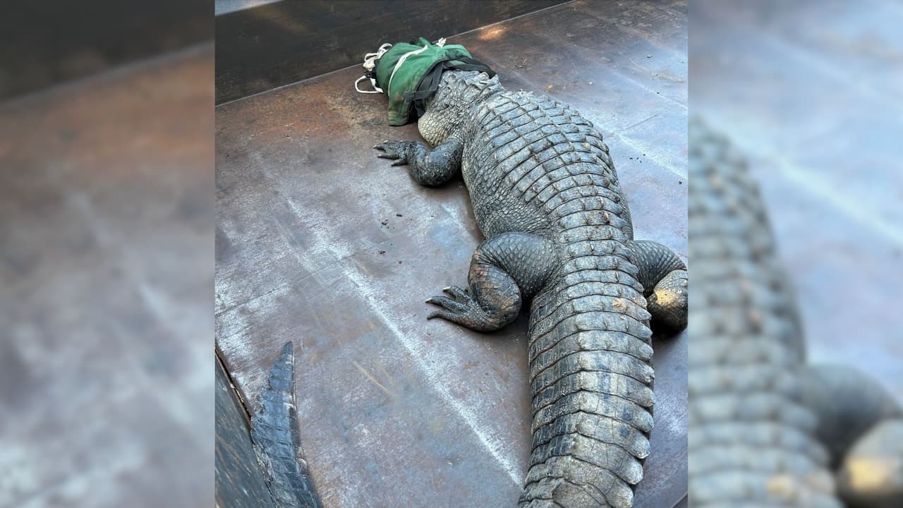 Este caimán de más de tres metros es reubicado tras ser visto en lago del norte de Texas
