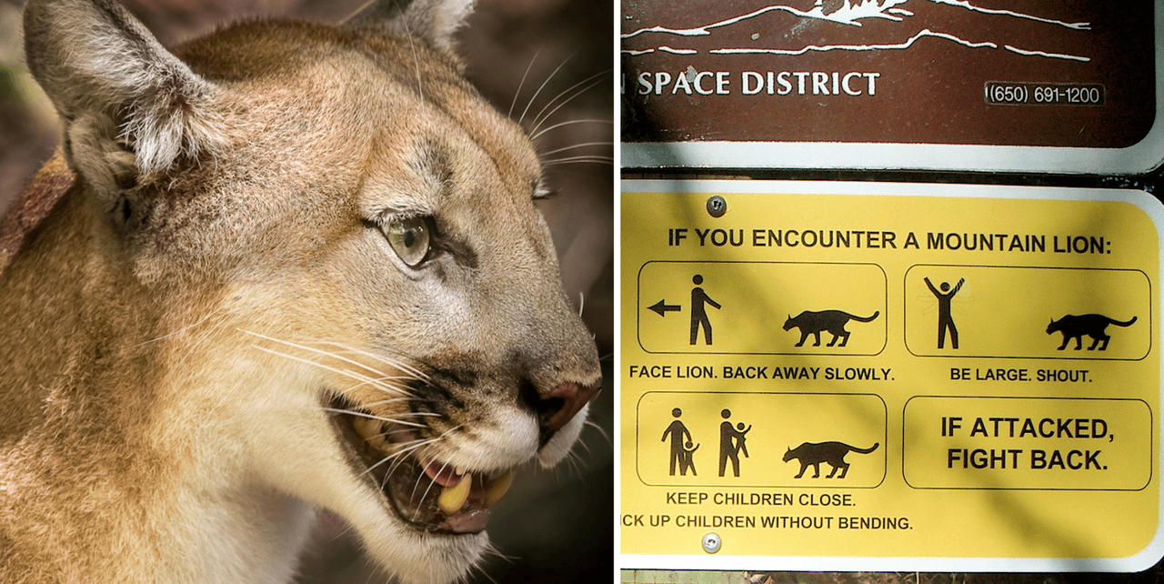  Madre rescata a su hijo de 5 años de las fauces de un león de montaña en Los Ángeles