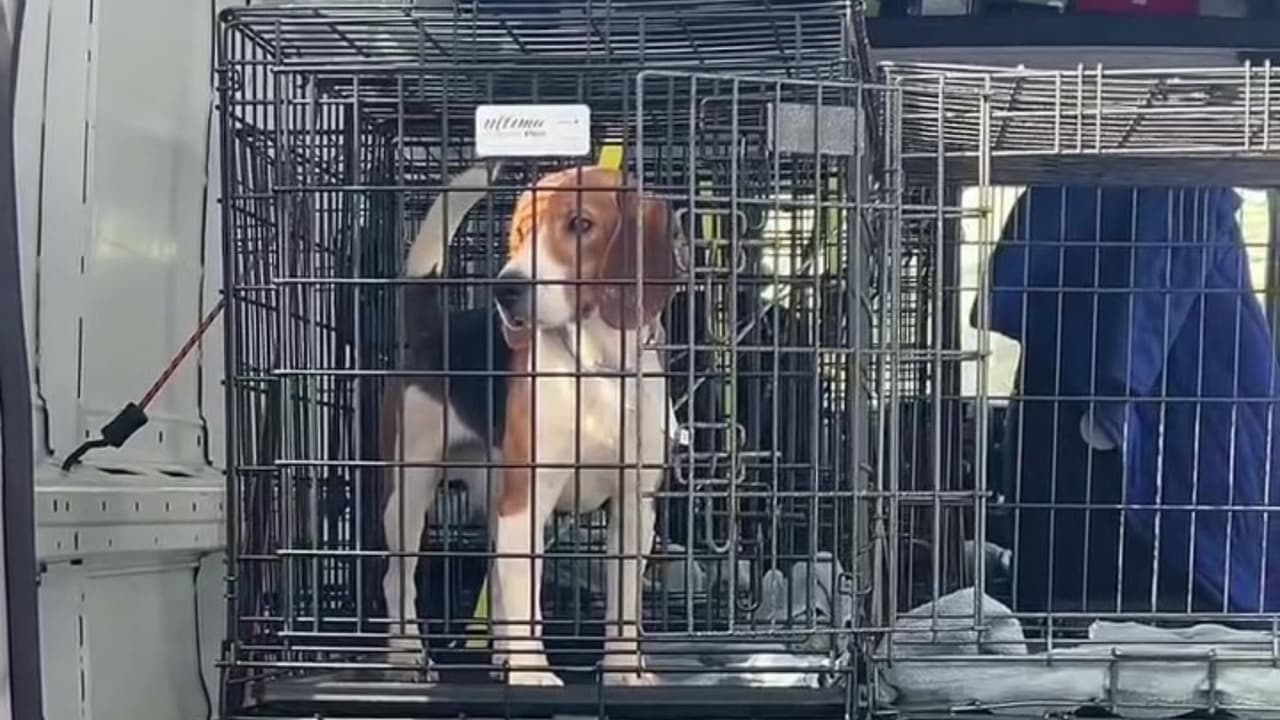 Sin embargo, 
<b>antes de ser adoptados, cada perro deberá pasar por un proceso de adaptación y una evaluación de su estado de salud.</b>