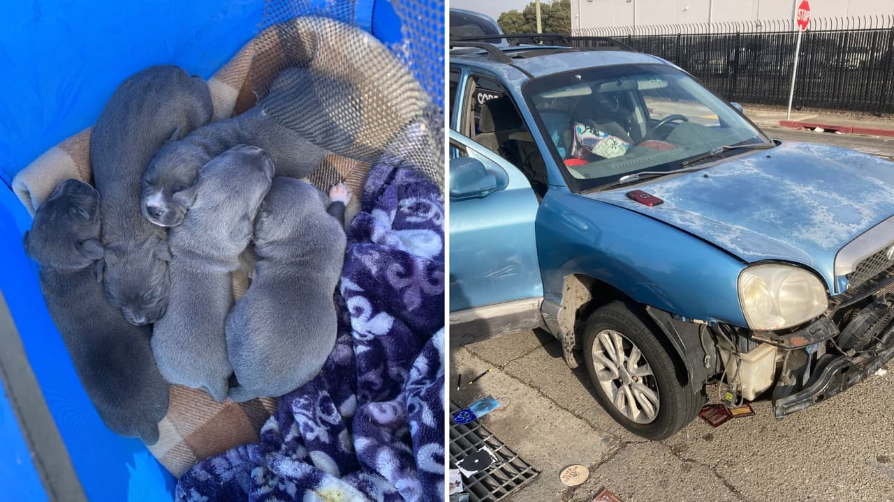 Rescatan cachorros de auto robado en Oakland y arrestan a sospechosa