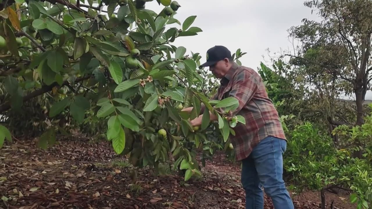 Donald Trump anunció 8,000 millones de dólares en ayudas agrícolas por el alto costo del diésel