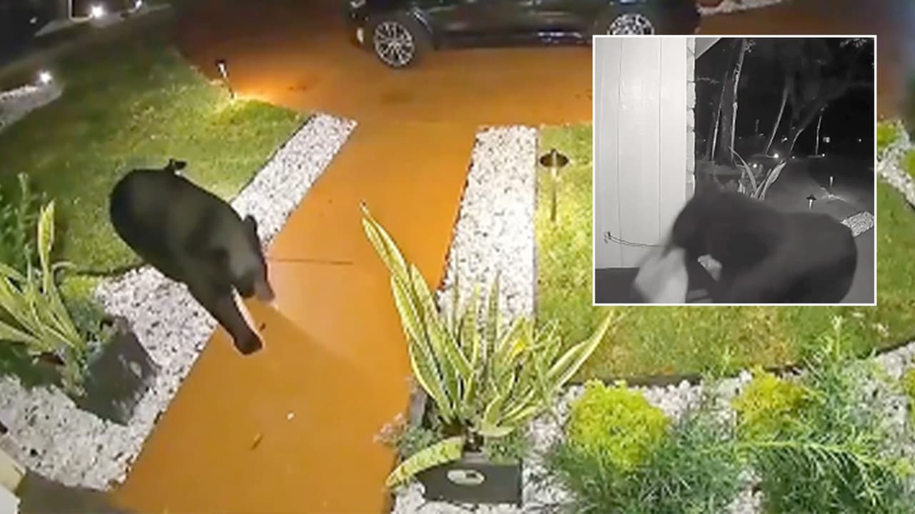 Oso roba el pedido de Uber Eats de una familia hispana en Orlando