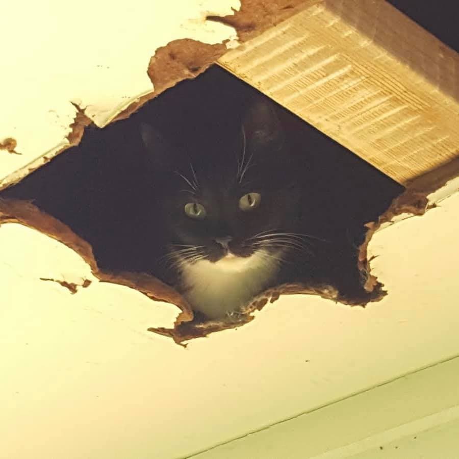 Varios felinos se escondían en los huecos del techo de la casa.