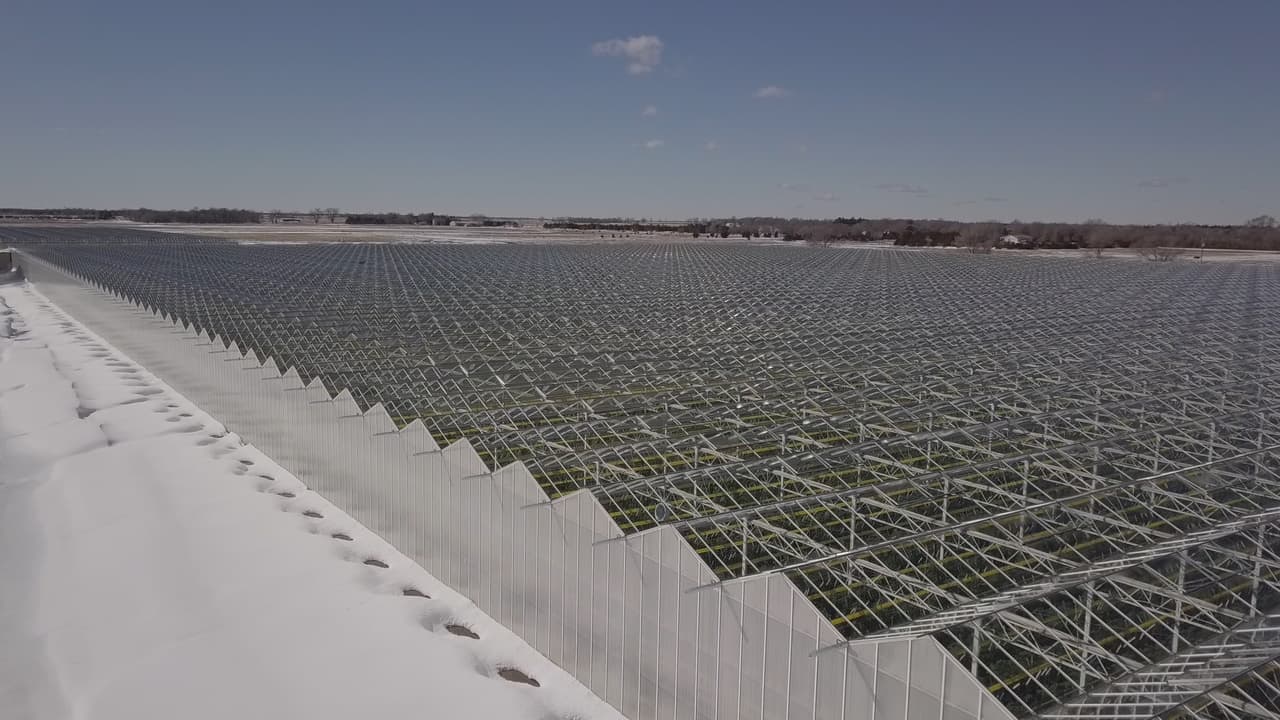 Toma aérea de los invernadores de tomates de la empresa O'Neill Ventures, LLC, allanada por ICE el 8 de agosto de 2018.