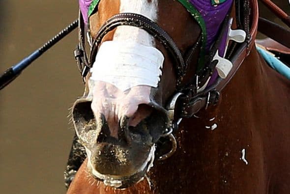 Para Espinoza, Chromie tiene algo que lo distingue de los demás: "Es el caballo más inteligente que he montado", asegura. "Tiene un don especial para colocarse dentro del pelotón".