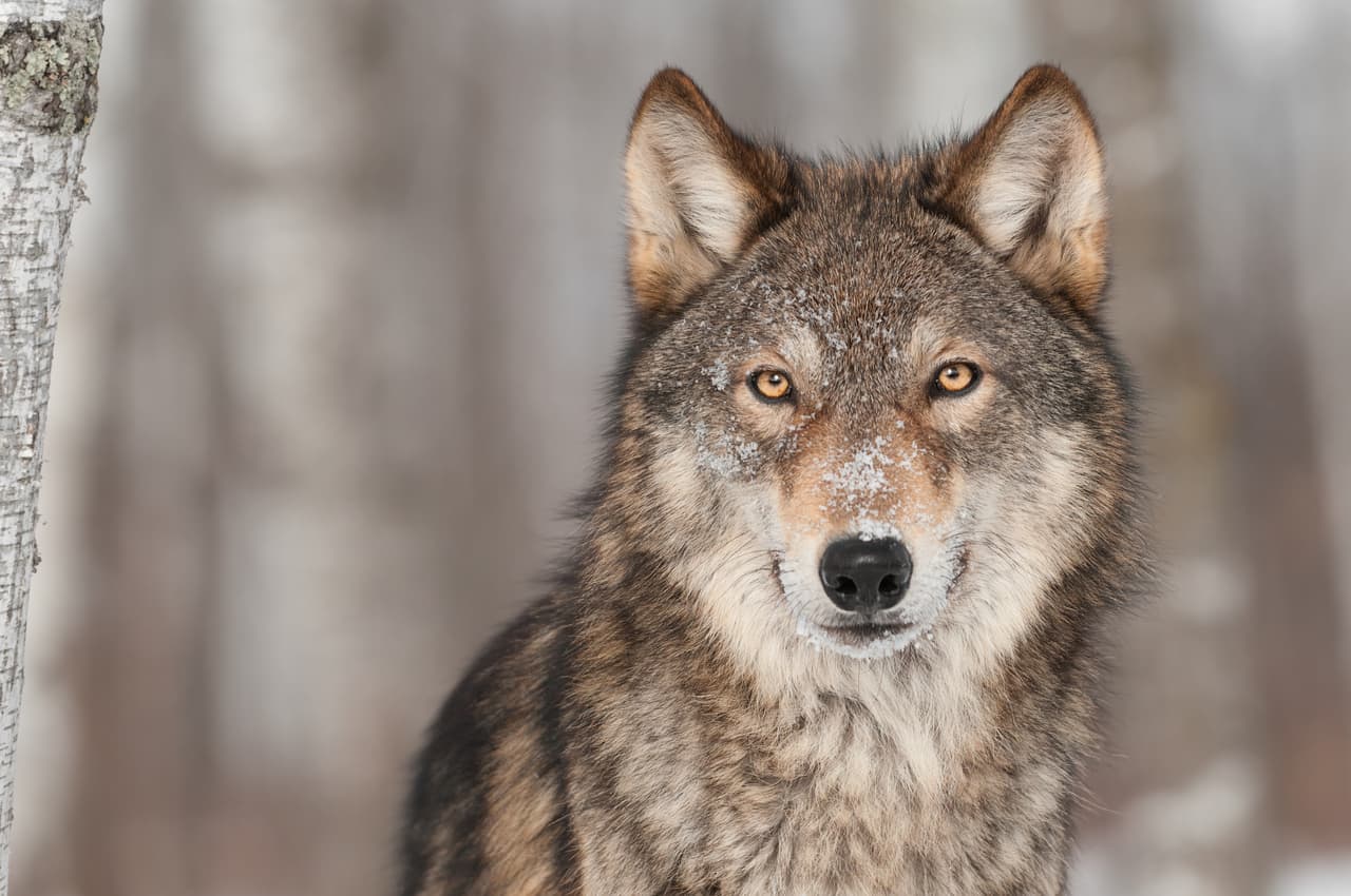 <h3 class="cms-H3-H3">Lobo gris</h3>
<br>
<br>Entre 1995 y 1997, 41 lobos grises fueron reintroducidos en el Parque Nacional de Yellowstone, luego de una ausencia de 70 años en estado salvaje. Para enero de 2020, las autoridades habían contabilizado casi un centenar de lobos en el parque y otros 500 en zonas aledañas. Sin embargo, este programa ha tenido problemas severos para que pueda ser aceptado en otros sitios fuera de esta región debido a factores 
<b>como la oposición de ganaderos preocupados por sus <a href="https://www.univision.com/temas/animales">animales</a> y a legislatura como las de Wyoming, donde estos animales pueden ser cazados libremente en el 85% del estado. </b>
