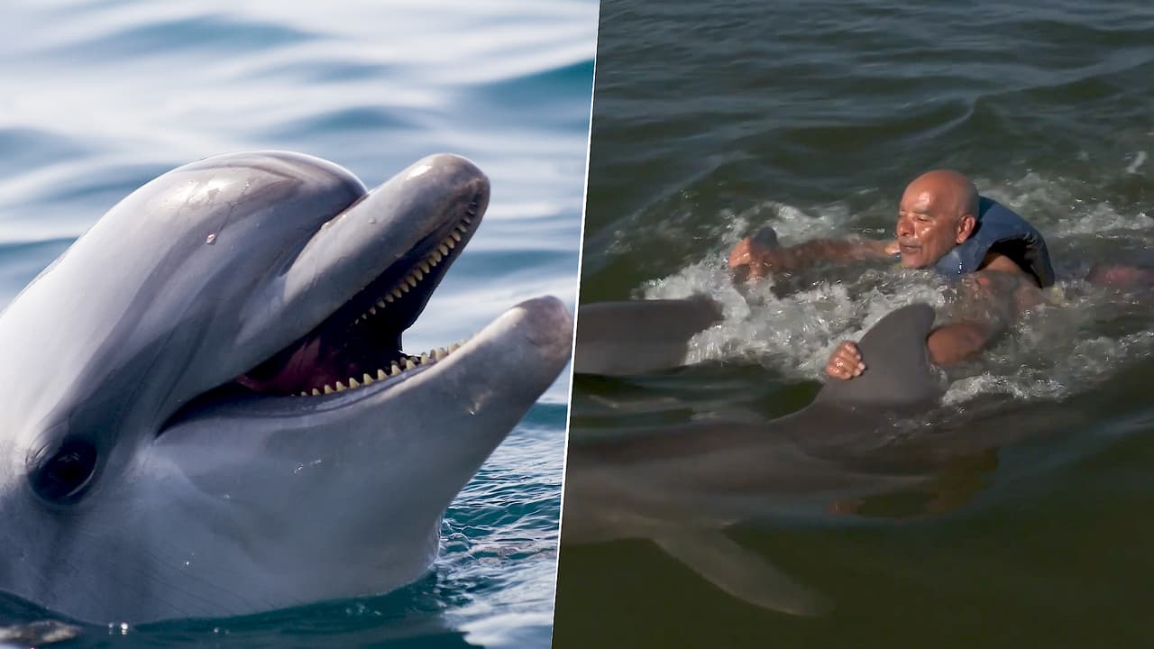 Estos veteranos de guerra heridos volvieron a sonreír gracias a unos delfines (video)