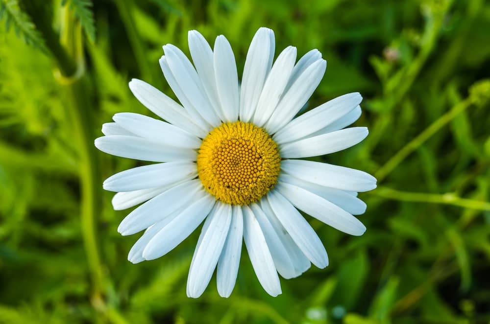Otro ingrediente que puedes sumar a tu ritual son margaritas, que representan la unión de la vida y el amor, la pureza, la inocencia.