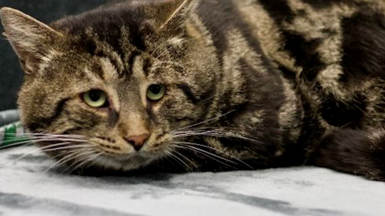 Mascotas de residentes de Westchester podrán recibir vacunas antirrábicas gratis en diciembre