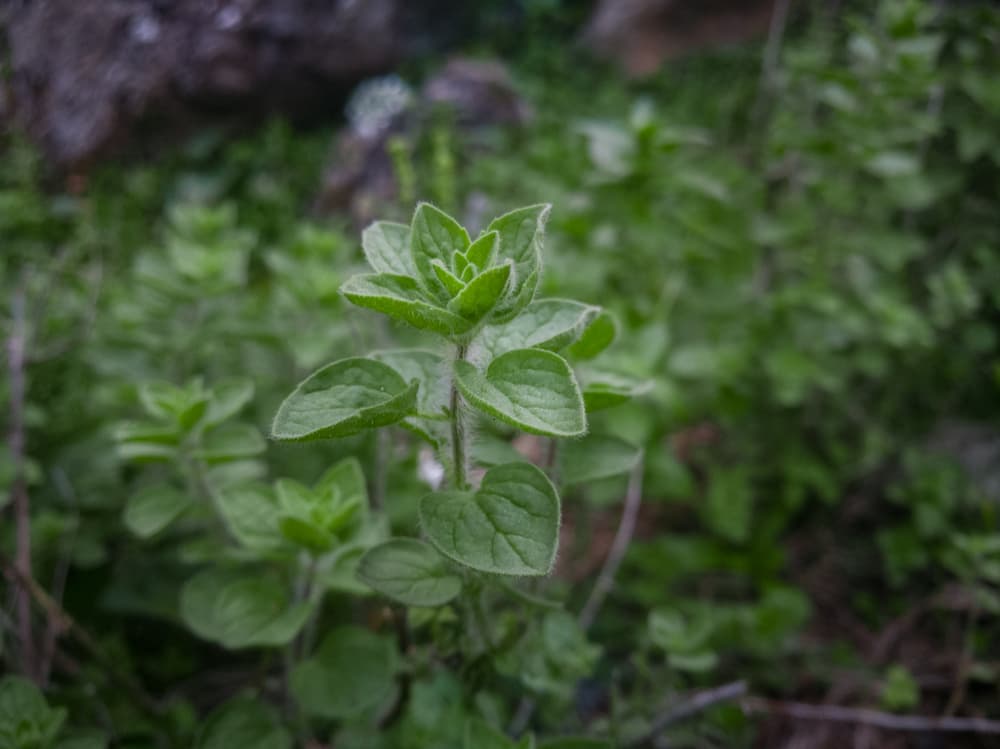 También son conocidas sus dotes de protección. Tener una planta de orégano fuera de tu casa sirve como escudo protector contra cualquier mal que quiera afectarnos. Rociarlo por puntos estratégicos de la casa también ayuda a proteger.