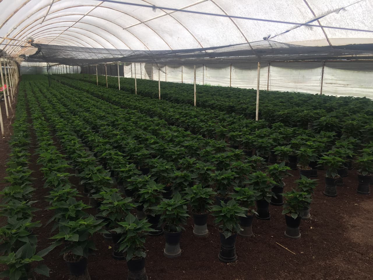 Sin embargo, algunos productores aún siguen cultivando flores en las parcelas que quedan en pie, en busca de recuperar un poco de las pérdidas que registraron durante el año.