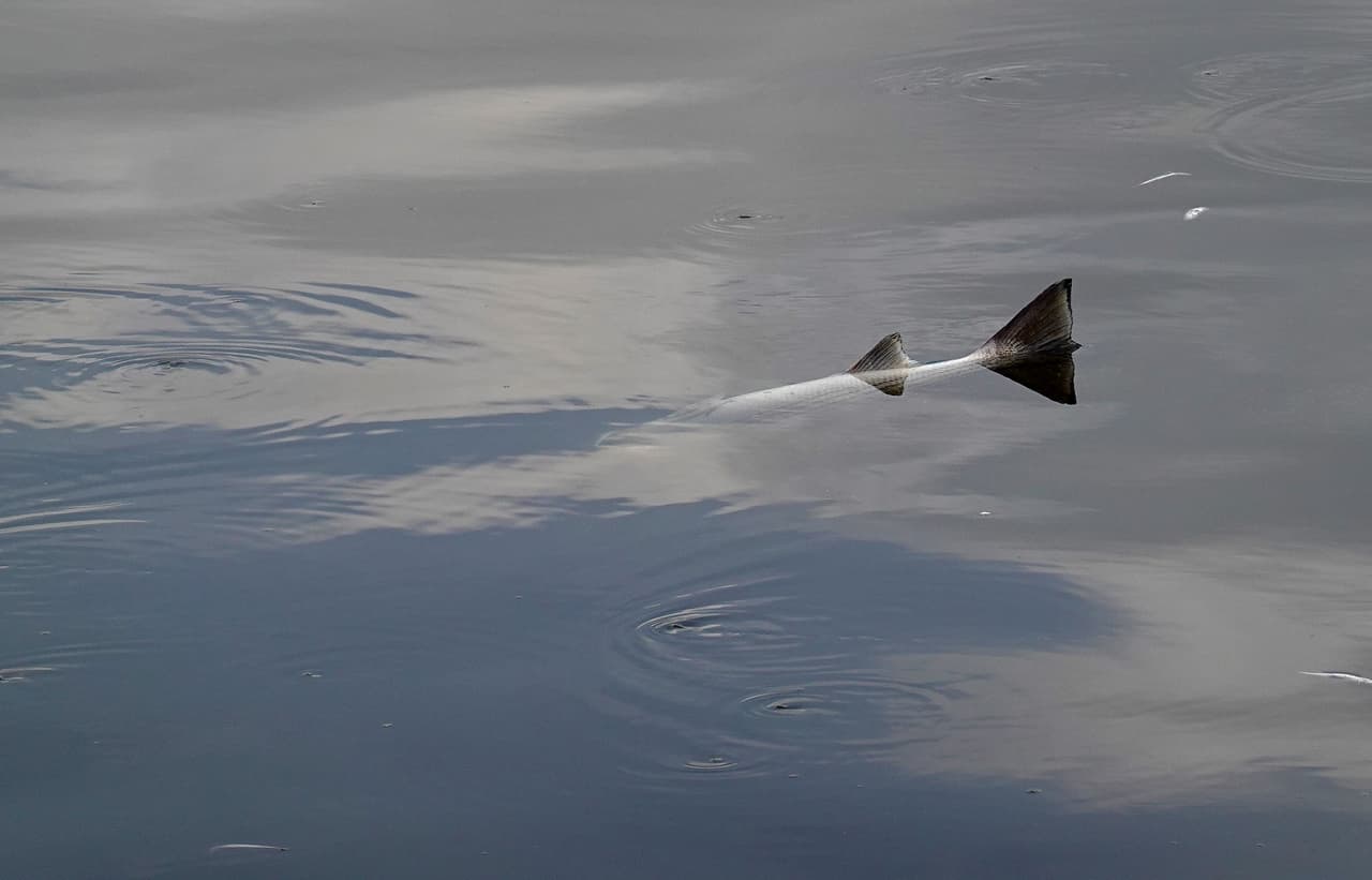 La floración se observó por primera vez en julio en el área de Alameda y Oakland. Las algas pueden estar afectando las concentraciones de oxígeno disuelto, lo que podría estar contribuyendo a la muerte de los peces.