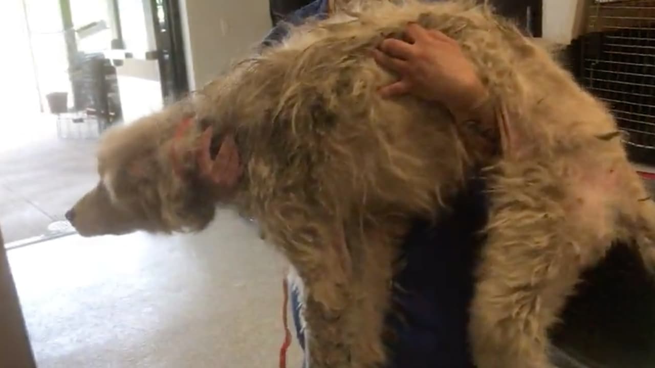 Los animales tampoco tenían agua limpia para tomar bajo los intensos calores de
<b><a href="https://www.google.com/maps/place/Texas/@31.100243,-104.5722739,6z/data=!3m1!4b1!4m5!3m4!1s0x864070360b823249:0x16eb1c8f1808de3c!8m2!3d31.9685988!4d-99.9018131?hl=en" target="_blank">Texas. </a></b>