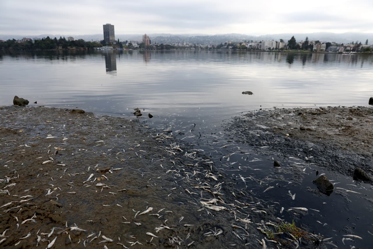 San Francisco Baykeeper indicó que la floración de algas comenzó a principios del verano y que está afectando las costas del norte, sur y centro de la bahía de San Francisco.
<br>