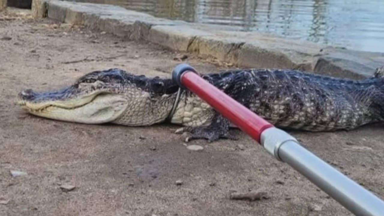 Abandonan a un caimán en el lago de Prospect Park en Brooklyn; sufre por el frío de Nueva York