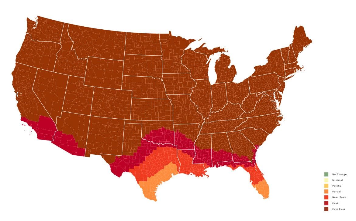 <b>Semana del 8 de noviembre:</b> El pico de la temporada ha pasado en casi toda la mitad norte de Georgia, el sur disfruta del cambio de color en su máxima expresión.