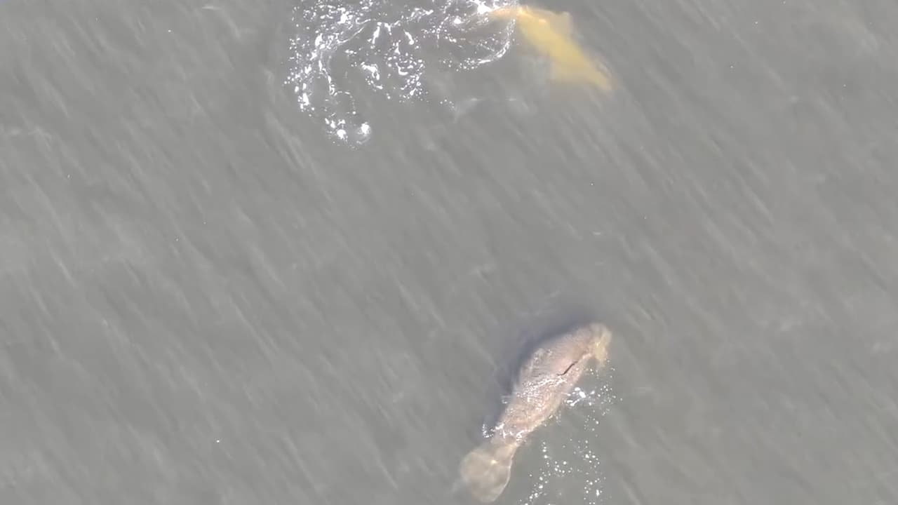 El sorpresivo encuentro entre un delfín y manatíes captado por un dron de la policía