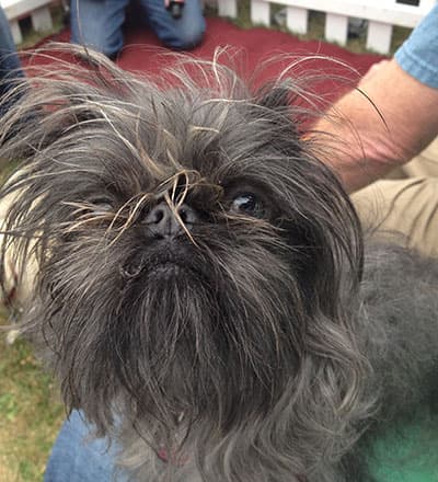 Unos 24 perritos participaron del concurso. El ganador fue Quasi Modo, del estado de Florida.