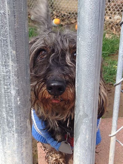 Unos 24 perritos participaron del concurso. El ganador fue Quasi Modo, del estado de Florida.