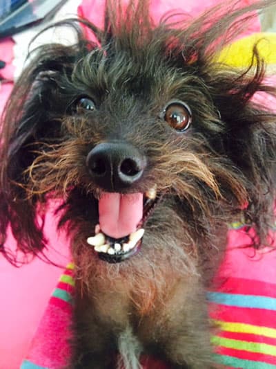 Unos 24 perritos participaron del concurso. El ganador fue Quasi Modo, del estado de Florida.