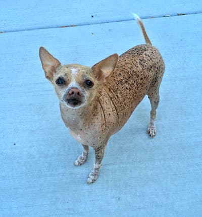 Unos 24 perritos participaron del concurso. El ganador fue Quasi Modo, del estado de Florida.