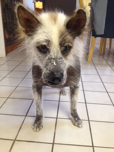 Unos 24 perritos participaron del concurso. El ganador fue Quasi Modo, del estado de Florida.