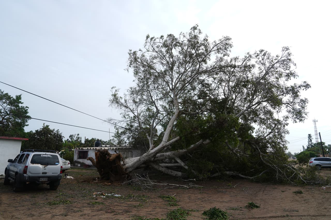 Un árbol arrancado de raíz yace en el suelo tras el paso del huracán Polo en Puerto San Carlos, estado de Baja California Sur, México, el martes 29 de septiembre de 2026. (Foto AP/Eduardo Verdugo)