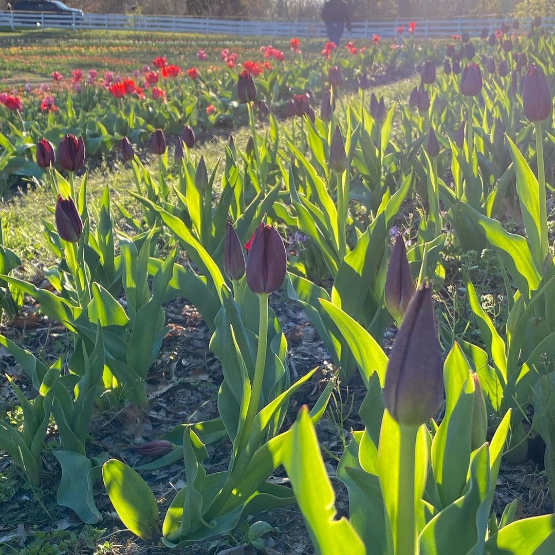 Dewberry Farm originalmente sembraba tabaco y caña de azúcar y ahora cultivan tulipanes.